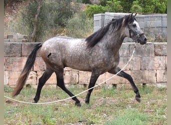 Andalusier, Hengst, 3 Jahre, 167 cm, Falbe