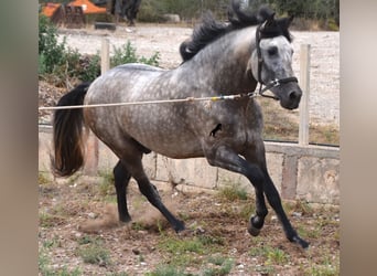 Andalusier, Hengst, 3 Jahre, 167 cm, Falbe