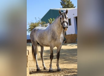 Andalusier, Hengst, 3 Jahre, 167 cm, Schimmel