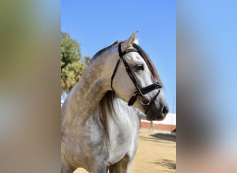 Andalusier, Hengst, 3 Jahre, 167 cm, Schimmel