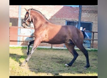 Andalusier, Hengst, 3 Jahre, 168 cm, Rotbrauner