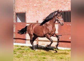 Andalusier, Hengst, 3 Jahre, 168 cm, Rotbrauner