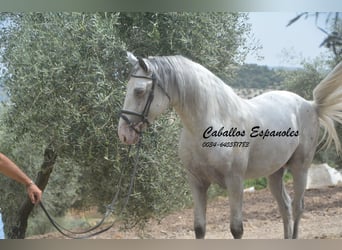 Andalusier, Hengst, 3 Jahre, 168 cm, Schecke