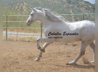 Andalusier, Hengst, 3 Jahre, 168 cm, Schecke