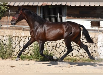 Andalusier, Hengst, 3 Jahre, 170 cm, Brauner