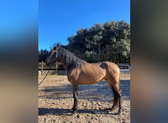 Andalusier, Hengst, 3 Jahre, 170 cm, Falbe