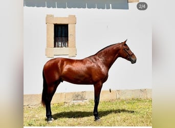 Andalusier, Hengst, 3 Jahre, 178 cm, Rotbrauner