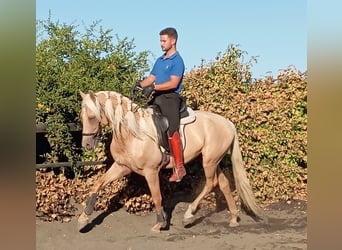 Andalusier, Hengst, 3 Jahre, Palomino