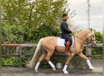 Andalusier, Hengst, 3 Jahre, Palomino