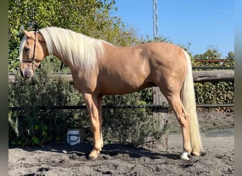 Andalusier, Hengst, 3 Jahre, Palomino