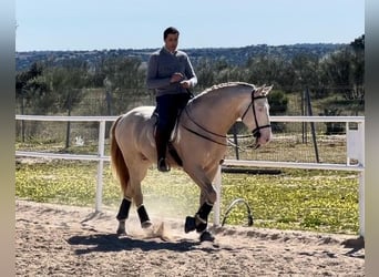 Andalusier, Hengst, 3 Jahre, Perlino