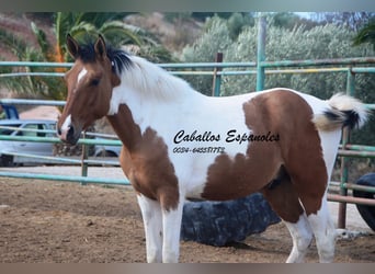 Andalusier, Hengst, 3 Jahre, Schecke