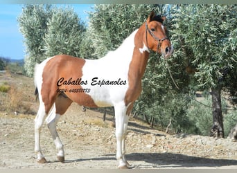 Andalusier, Hengst, 3 Jahre, Schecke