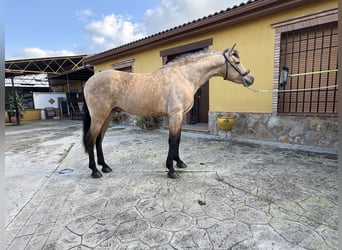 Andalusiër, Hengst, 4 Jaar, 150 cm, Buckskin