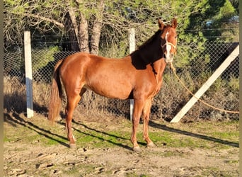 Andalusiër, Hengst, 4 Jaar, 150 cm, Vos