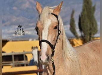 Andalusiër Mix, Hengst, 4 Jaar, 154 cm, Palomino