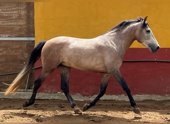 Andalusiër Mix, Hengst, 4 Jaar, 155 cm, Brown Falb schimmel