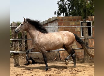 Andalusiër Mix, Hengst, 4 Jaar, 155 cm, Brown Falb schimmel