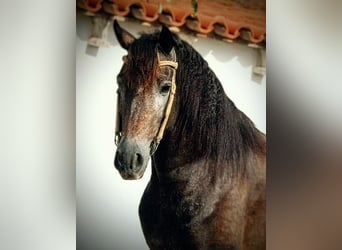 Andalusiër, Hengst, 4 Jaar, 155 cm, Brown Falb schimmel