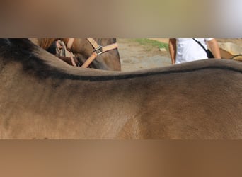 Andalusiër, Hengst, 4 Jaar, 155 cm, Buckskin