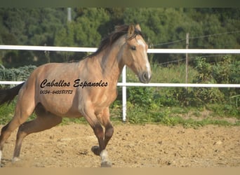 Andalusiër, Hengst, 4 Jaar, 156 cm, Falbe