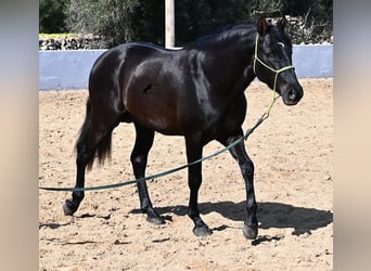 Andalusiër, Hengst, 4 Jaar, 156 cm, Zwart