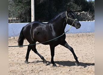 Andalusiër, Hengst, 4 Jaar, 156 cm, Zwart