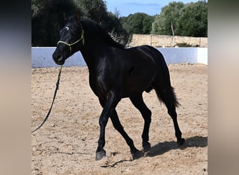 Andalusiër, Hengst, 4 Jaar, 156 cm, Zwart