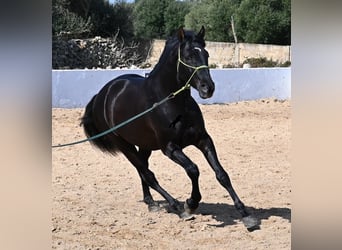 Andalusiër, Hengst, 4 Jaar, 156 cm, Zwart