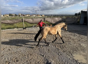 Andalusiër, Hengst, 4 Jaar, 158 cm, Buckskin
