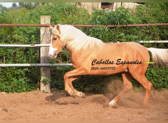 Andalusiër, Hengst, 4 Jaar, 158 cm, Palomino