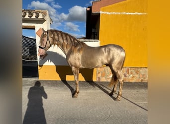 Andalusiër, Hengst, 4 Jaar, 159 cm, Perlino