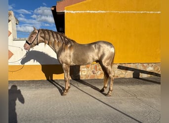 Andalusiër, Hengst, 4 Jaar, 159 cm, Perlino