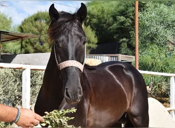 Andalusiër, Hengst, 4 Jaar, 159 cm, Zwart