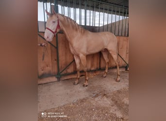 Andalusiër, Hengst, 4 Jaar, 160 cm, Cremello