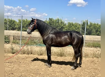 Andalusiër, Hengst, 4 Jaar, 161 cm, Schimmel