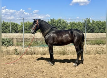 Andalusiër, Hengst, 4 Jaar, 161 cm, Schimmel