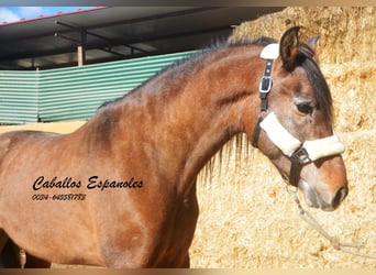 Andalusiër, Hengst, 4 Jaar, 162 cm, Brown Falb schimmel