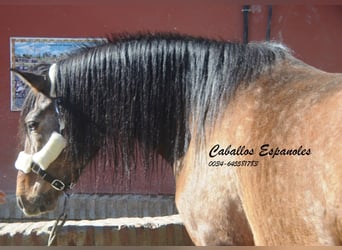 Andalusiër, Hengst, 4 Jaar, 162 cm, Brown Falb schimmel