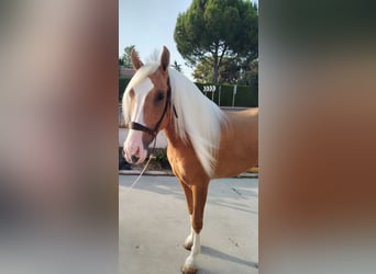 Andalusiër, Hengst, 4 Jaar, 162 cm, Palomino