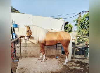 Andalusiër, Hengst, 4 Jaar, 162 cm, Palomino
