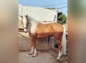 Andalusiër, Hengst, 4 Jaar, 162 cm, Palomino
