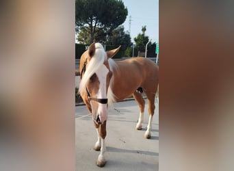 Andalusiër, Hengst, 4 Jaar, 162 cm, Palomino