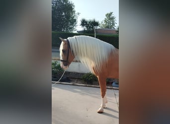 Andalusiër, Hengst, 4 Jaar, 162 cm, Palomino