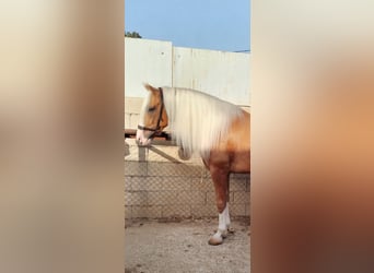 Andalusiër, Hengst, 4 Jaar, 162 cm, Palomino