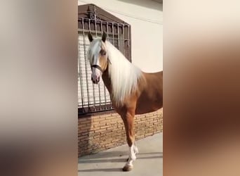Andalusiër, Hengst, 4 Jaar, 162 cm, Palomino