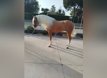 Andalusiër, Hengst, 4 Jaar, 162 cm, Palomino