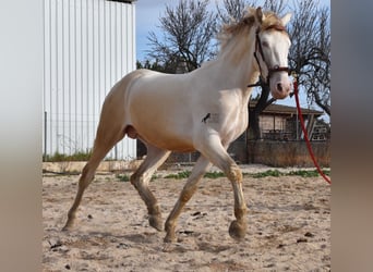 Andalusiër, Hengst, 4 Jaar, 162 cm, Perlino