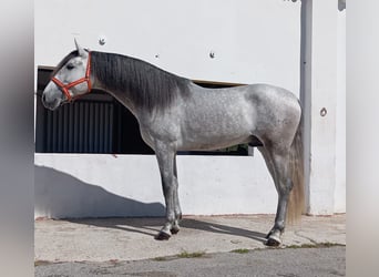 Andalusiër, Hengst, 4 Jaar, 162 cm, Schimmel