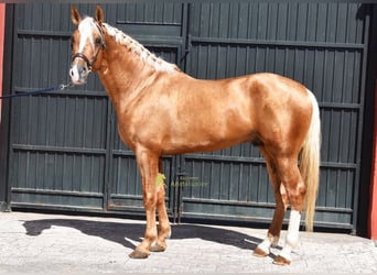Andalusiër, Hengst, 4 Jaar, 163 cm, Palomino